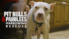 Pit Bulls and Parolees: Harrowing Rescues thumbnail