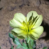 Cutleaf Evening Primrose