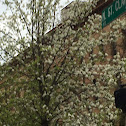 Flowering Dogwood