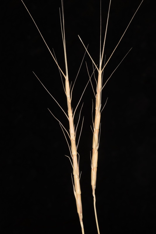 Jointed goatgrass