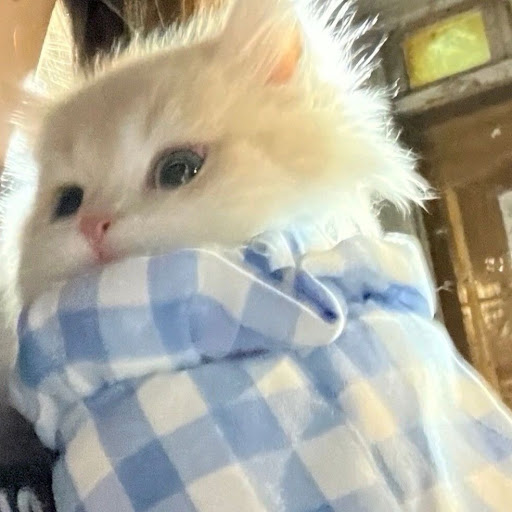  くうはくちゃん