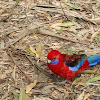 crimson rosella