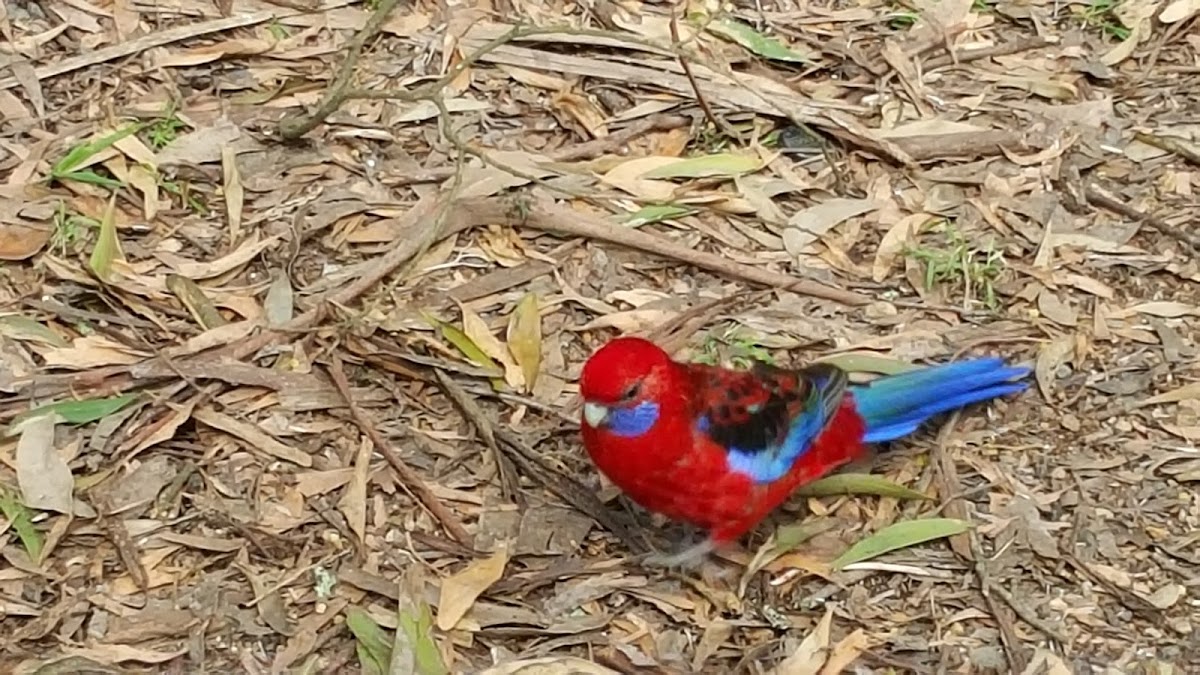 crimson rosella