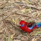 crimson rosella