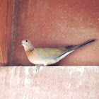 The laughing dove or little brown dove