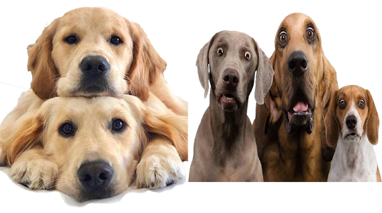 Dogs Stickers (WAStickersApps)(圖5)-速報App