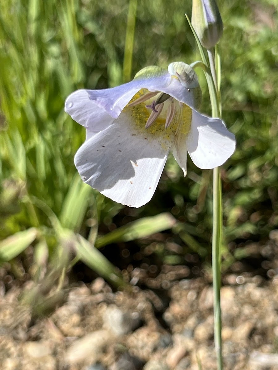 Mariposa Lily