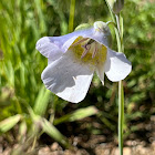 Mariposa Lily