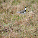 Spur-winged Plover