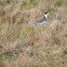 Spur-winged Plover