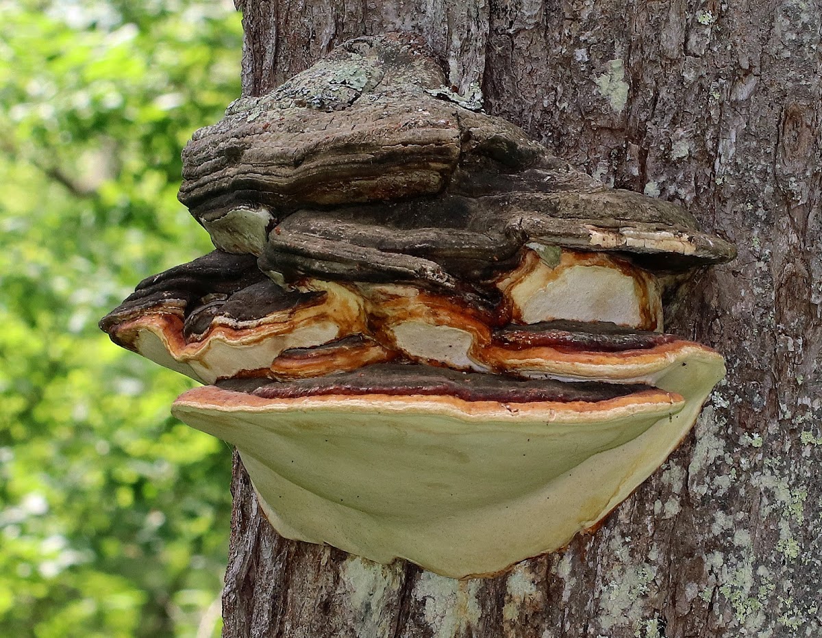 Red-belted Conk