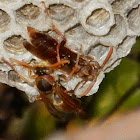 Common Australian Paper Wasp