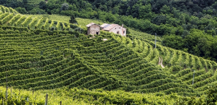 Vigne di Marca di MicheleFaggian