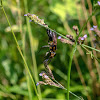 Golden-reined Wasp