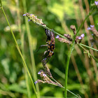 Golden-reined Wasp