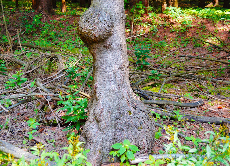 seducenti imperfezioni della natura di stefano freddi