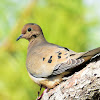 Mourning dove