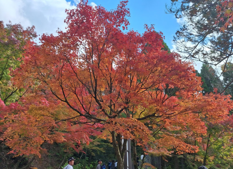 コルトギャランGTOのいつもイイネ&コメントありがとうございます🙇‍♂️・紅葉狩り🍁・呑山観音寺・わらゴジラに関するカスタム事例の投稿画像4枚目