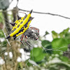 Spiny Orb-weaver Spider