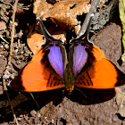 Pansy Daggerwing Butterfly