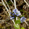 Thyme-leaved Speedwell