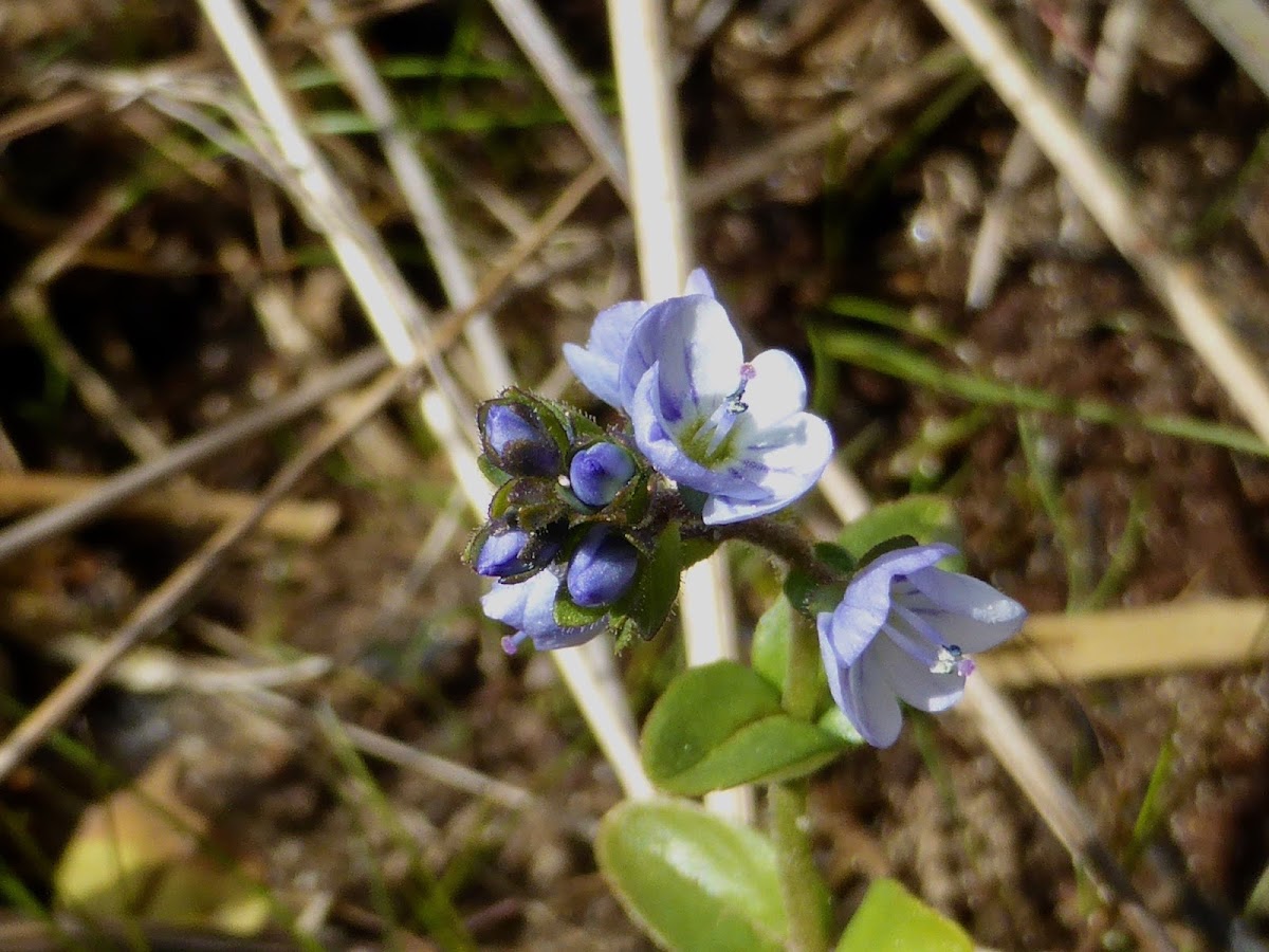 Thyme-leaved Speedwell