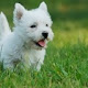 West Highland Terriers HD Wallpapers Theme
