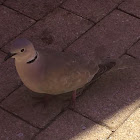 Eurasian collared dove