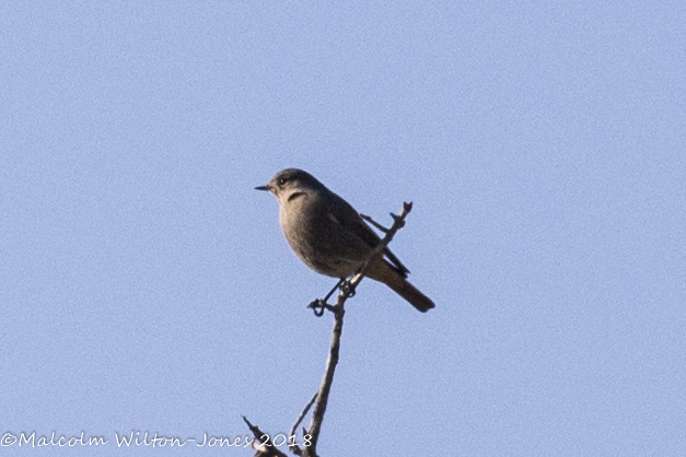 Black Redstart; Colirrojo Tizón