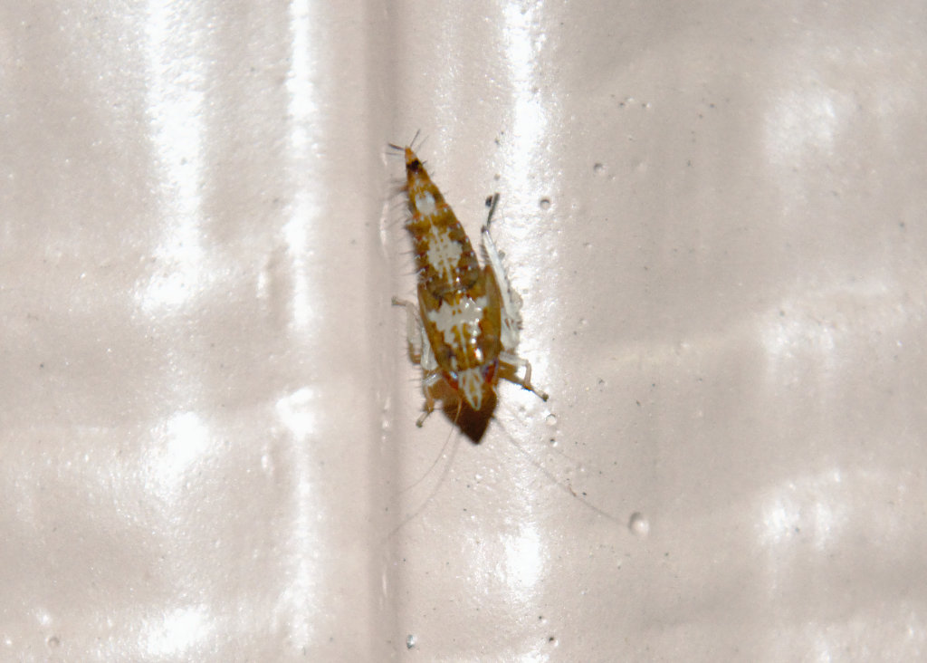 Leafhopper nymph