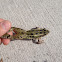 Northern Leopard Frog