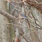 Eastern Bluebird (Female)