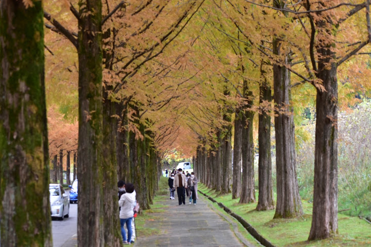 カローラツーリングのカメ活・一眼レフ・太陽が丘・紅葉に関するカスタム事例の投稿画像14枚目