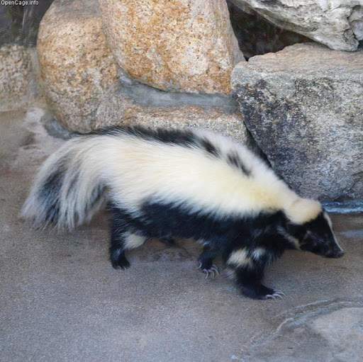 Cute Skunks Wallpapers HD FREE