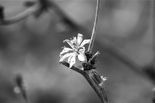 Fiore di Settembre di Icchio