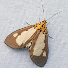 White-Winged Snout Tiger