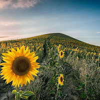 Girasoli a Monte Magnone di 