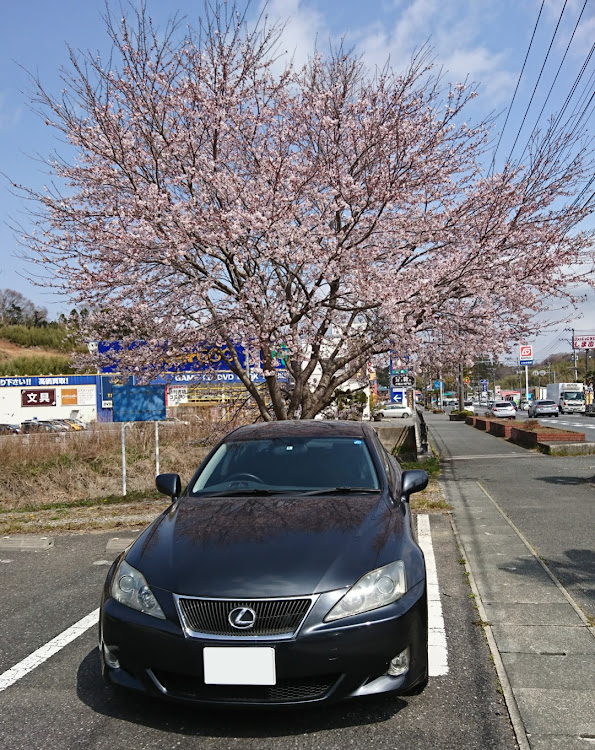 ISの桜と愛車に関するカスタム事例の投稿画像2枚目