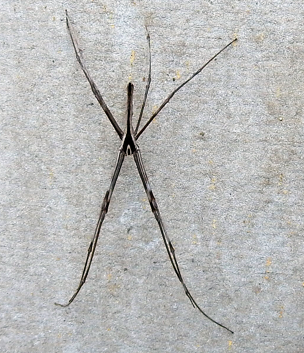 Net Casting Spider (Male)