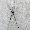 Net Casting Spider (Male)