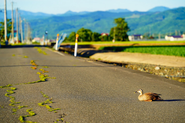 セレナの北海道ドライブ・ミラーレス一眼・ワンタッチ高画質でお楽しみ下さい📷😎・三笠市・岩見沢市に関するカスタム事例の投稿画像11枚目