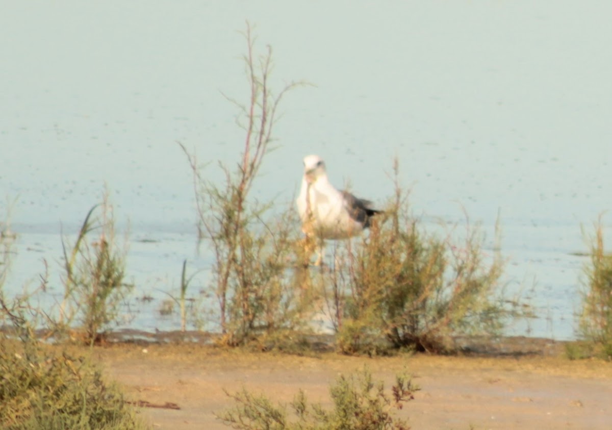 Huge gull