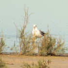 Huge gull