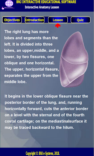 Human Respiratory System