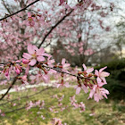 Okamé Cherry Tree