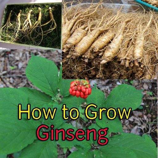 How to Grow Ginseng