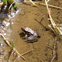 Cascades frog