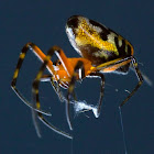 Orb Weaver