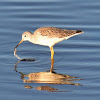 Greater Yellowlegs