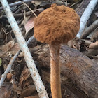 Desert Stalked Puffball